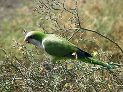 unique Parakeet Bird
