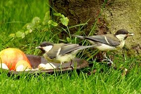 two big tits on bowl with food close up