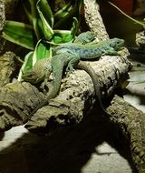 Reptiles in the zoo