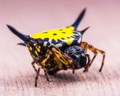 closeup picture of exotic yellow spider