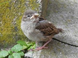 Sparrow on the stone near the plants