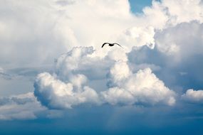 cloudy landscape with a bird