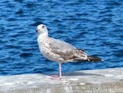 seagull on the seashore close up