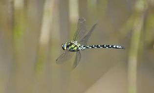 parthenope in flight