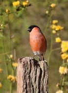 cute male bullfinch