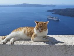 cat on the background of the Mediterranean Sea on a sunny day