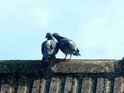 Pigeons Doves Sky
