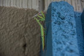 Close-up of the green mantis on a blue stone