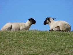 Sheep Animals, east frisia