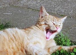 red cat yawns on the lawn