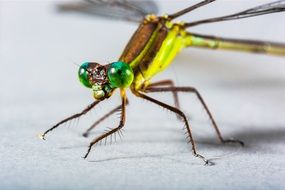Green dragonfly on a white surface