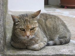 lying homeless cat