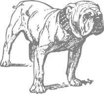 black and white drawing of a bulldog on a white background