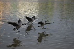 black and white geese soar over the lake
