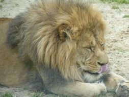 sleeping lion with a beautiful mane