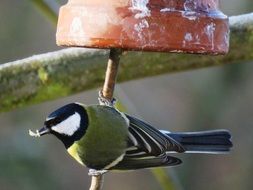 Bird in the garden close-up