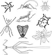 Black and white insects clipart