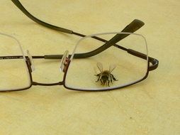 flies under glasses lens