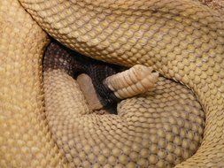 the rattlesnake twisted into a ball