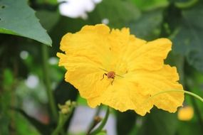 insect sits on a yellow flower of zucchini