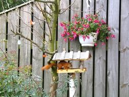 squirrel in the trough