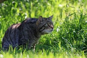 scottish wild cat on the field