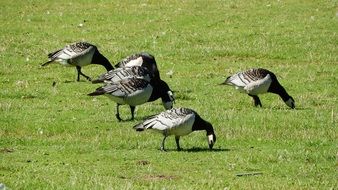 canada geese on the green lawn