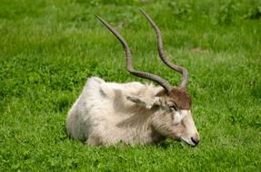 antelope lies on a green lawn