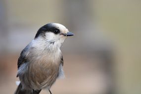 eurasian jay, sitting bird looking aside, close up