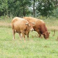 Brown Cows Animals on a farm