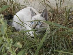 beige cat lies on green grass