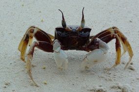 crab on a white beach in Langkawi