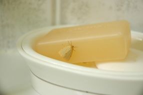 tiny Moth on a soap