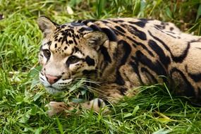 smoky leopard on the hunt