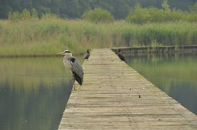 Heron on the landscape