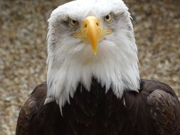 white-headed eagle close-up