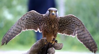 falcon with spread wings close-up on blurred background