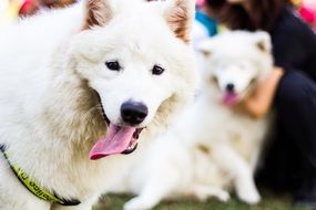 beautiful Samoyed Breed dog