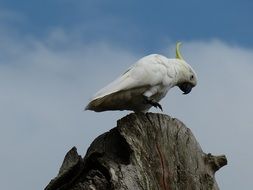 white cockatoo in a botanical garden