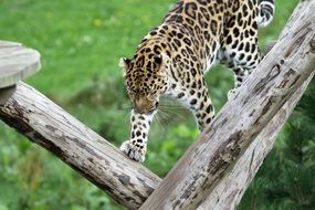 leopard on wooden bars