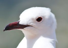 Macro photo white seagull head