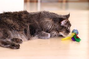 Gray Maine Coon