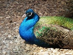 peacock sitting on the ground