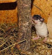 cute young mouse
