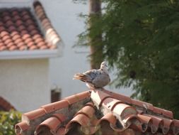 the bird is sitting on the tiles