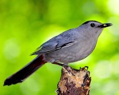 bird on green background