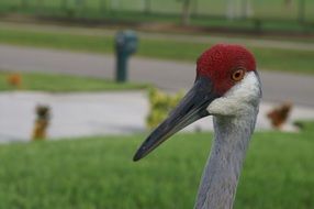 portrait of a sandhill crane