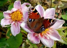 peacock butterfly in wildlife