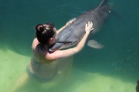 Dolphin and girl hugs