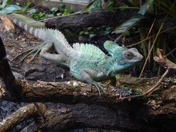 green striped lizard